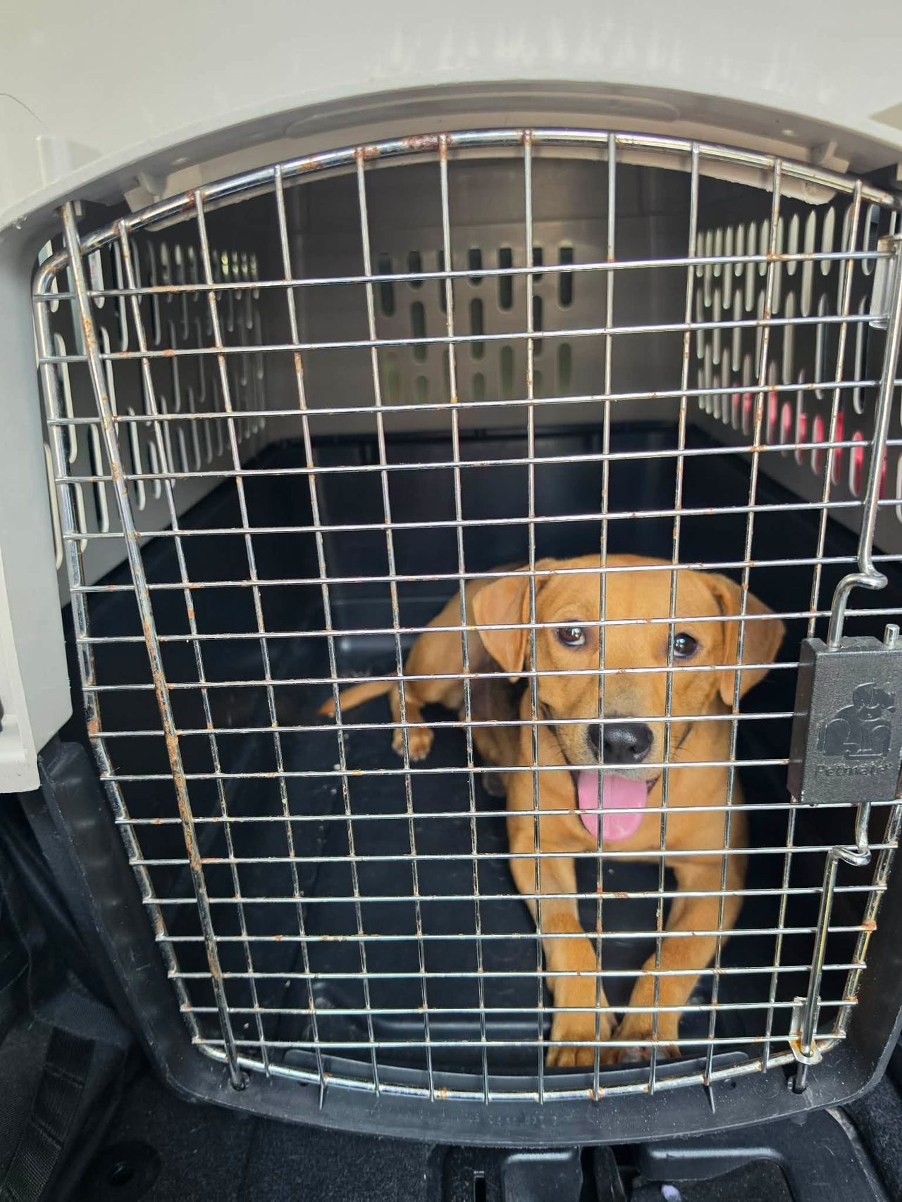 Pet travel photo 4