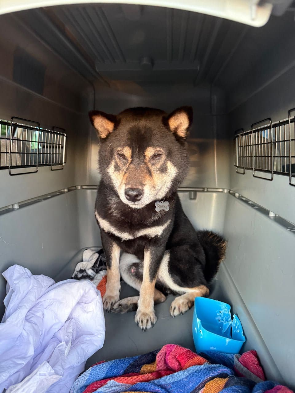 Pet travel photo 6