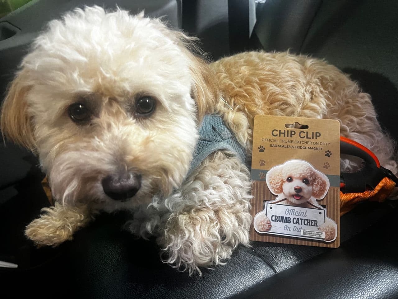 Pet travel photo 4