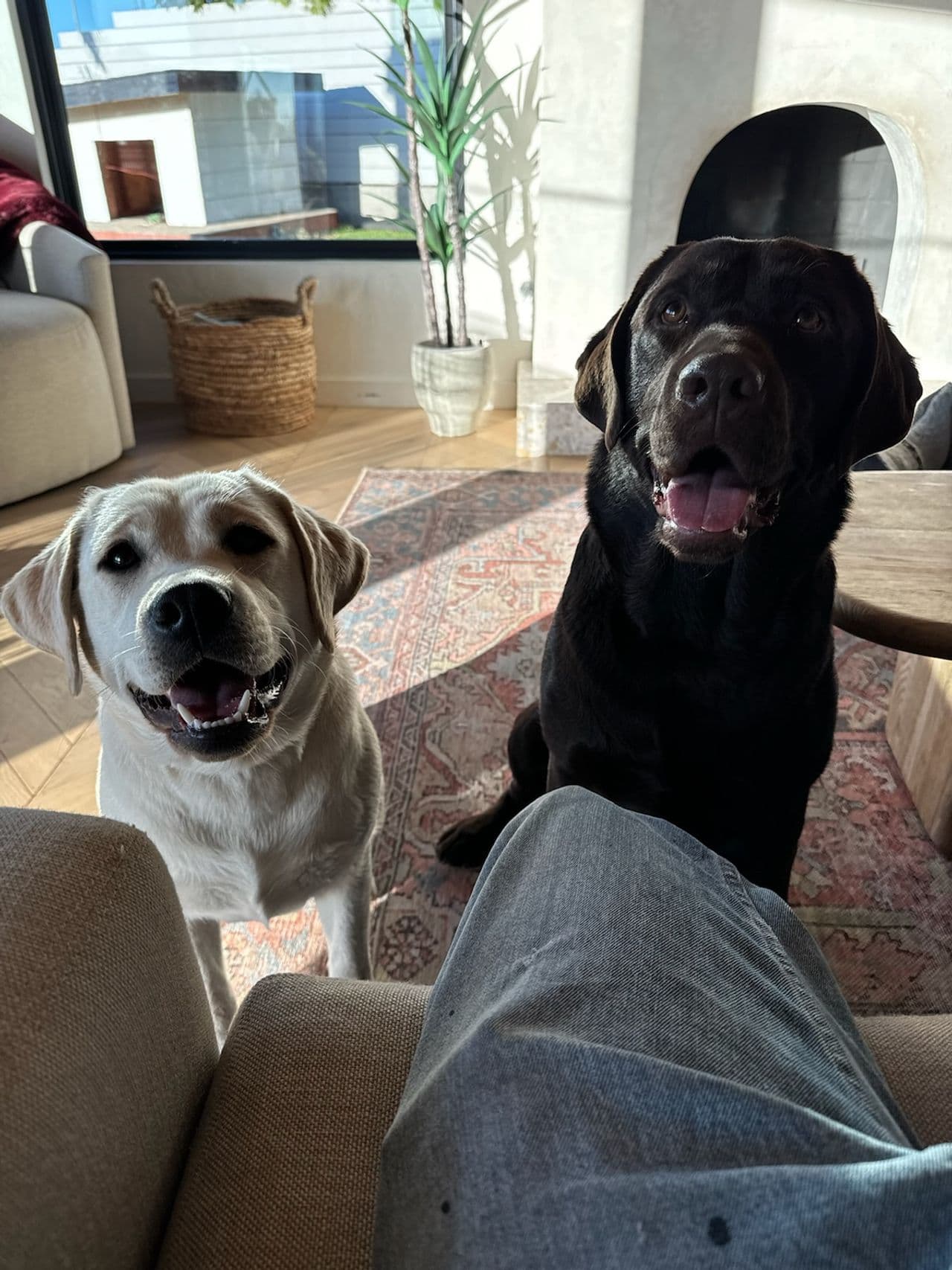 Pet travel photo 2