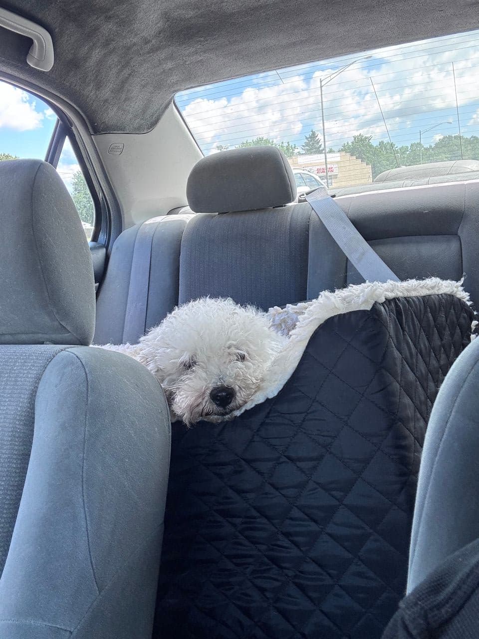 Pet travel photo 3