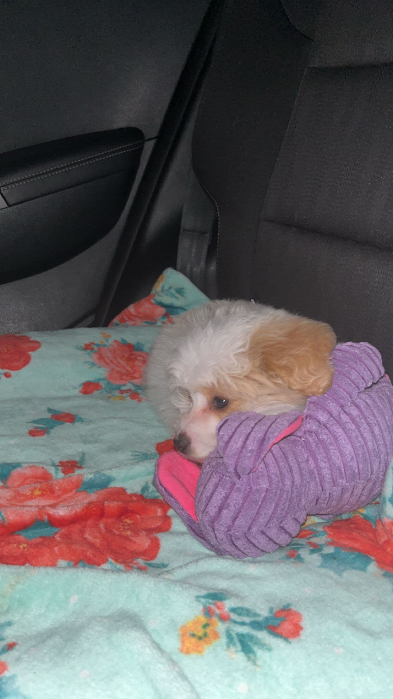 Pet travel photo 5