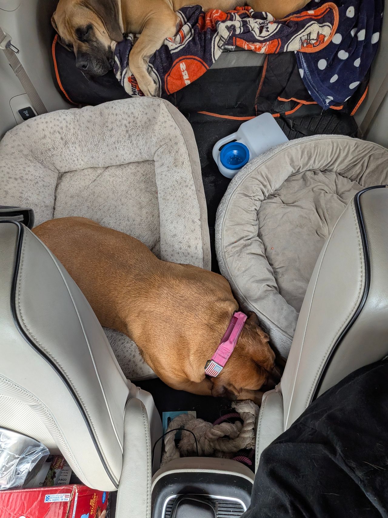 Pet travel photo 2