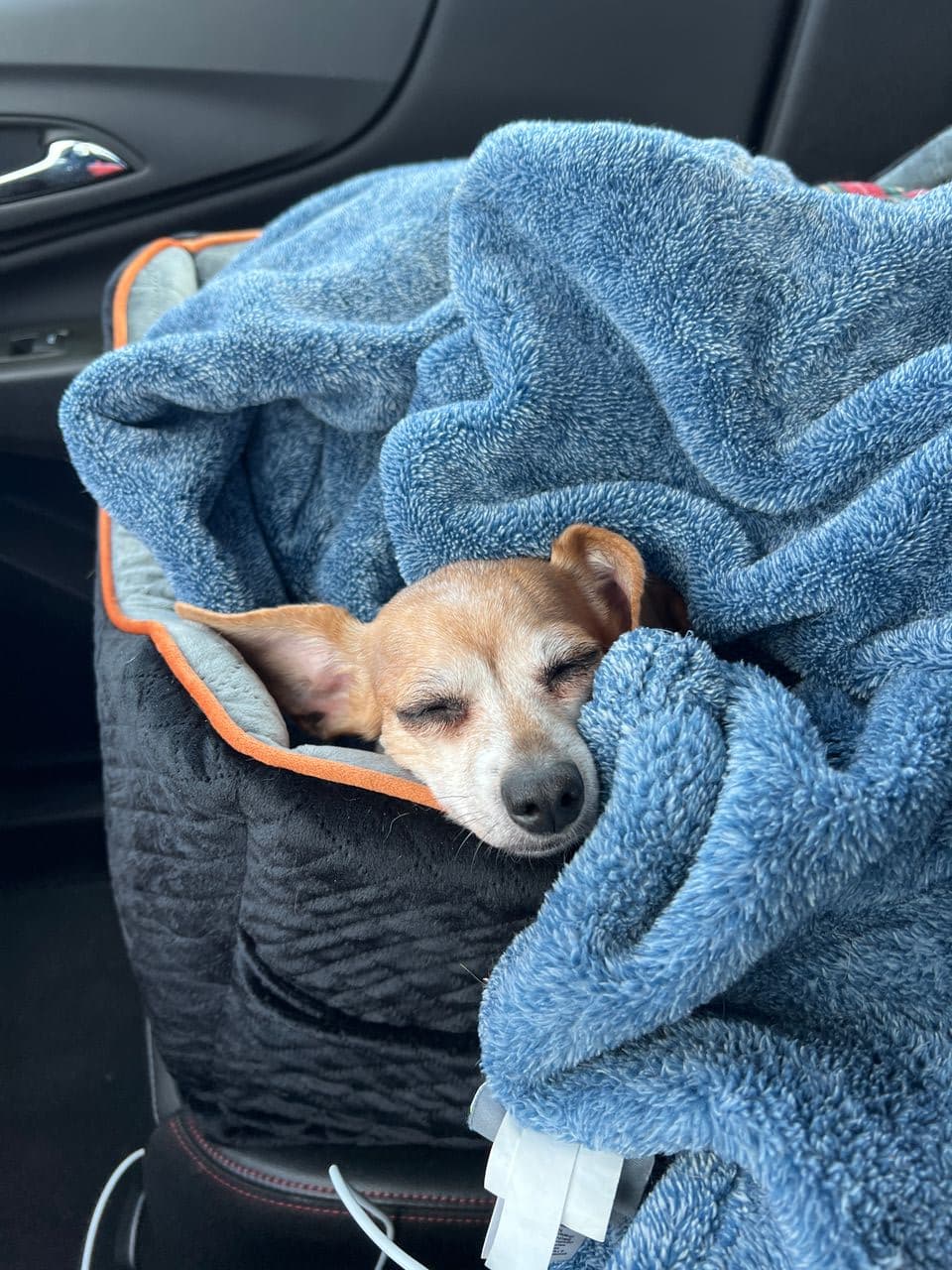 Pet travel photo 3