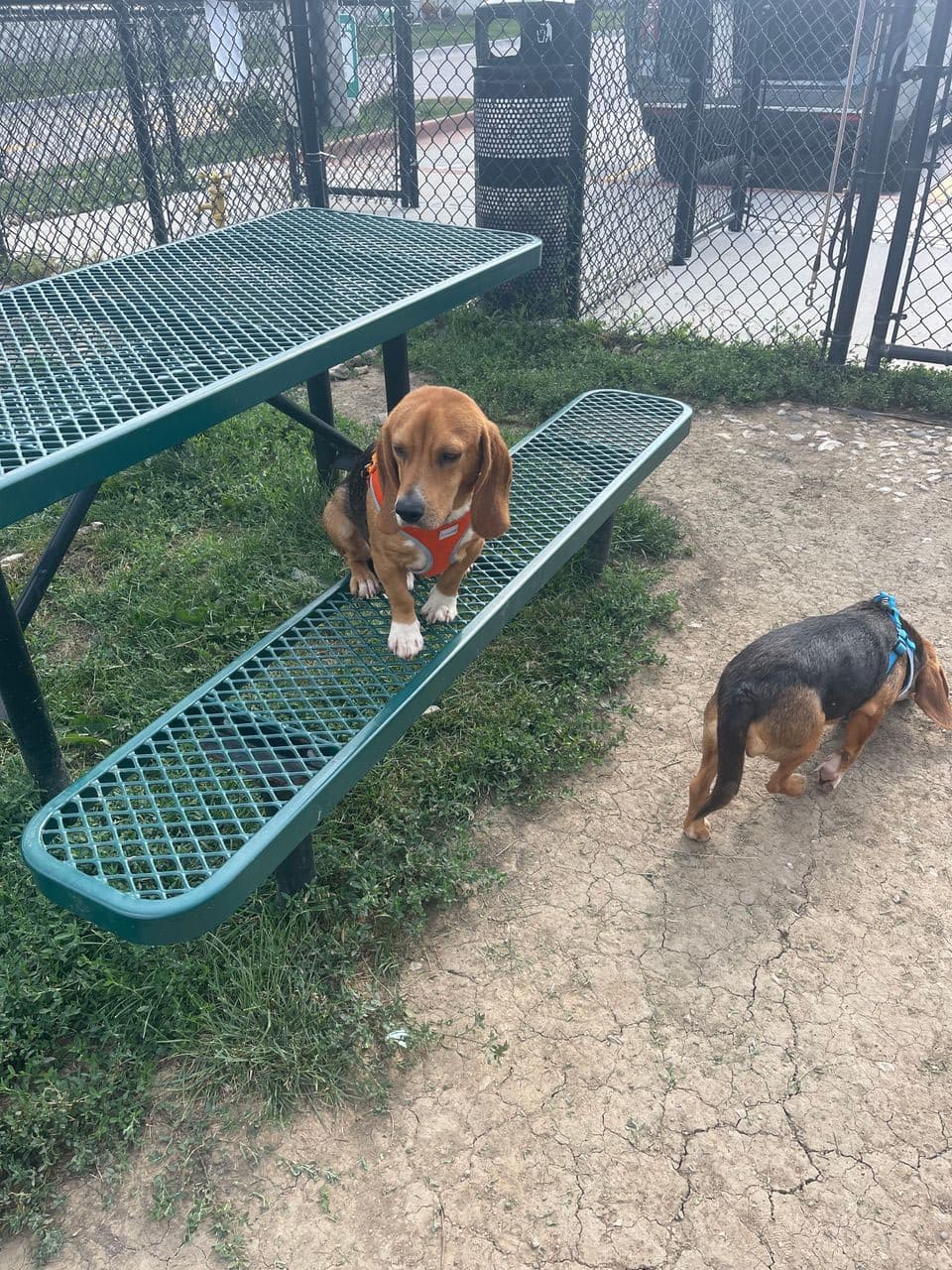 Pet travel photo 2