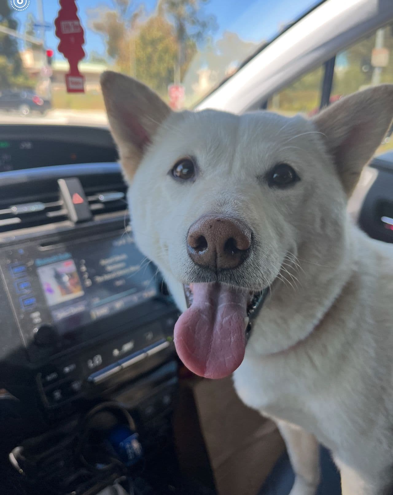 Pet travel photo 2