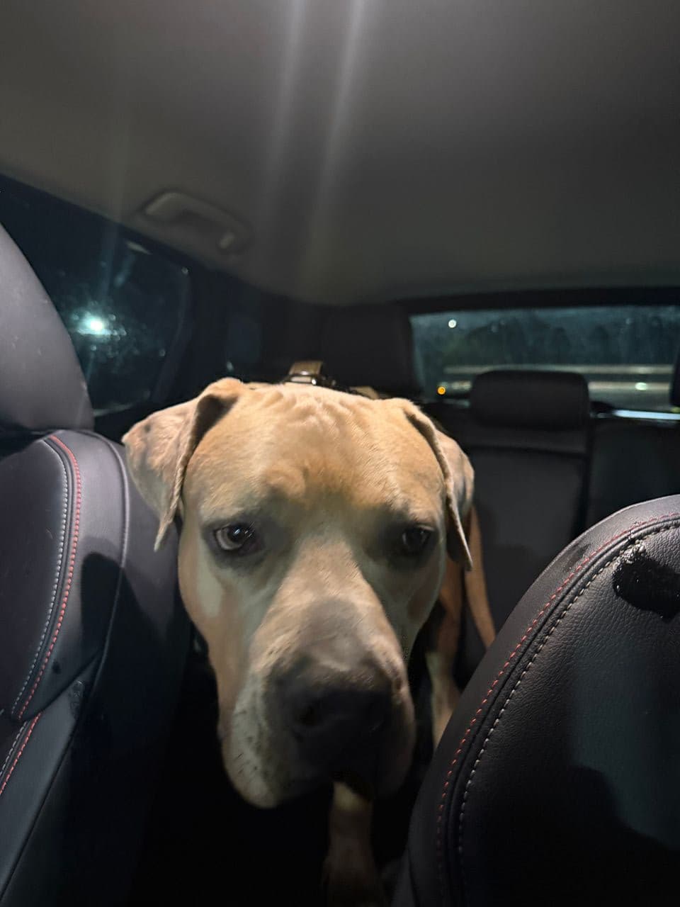 Pet travel photo 5