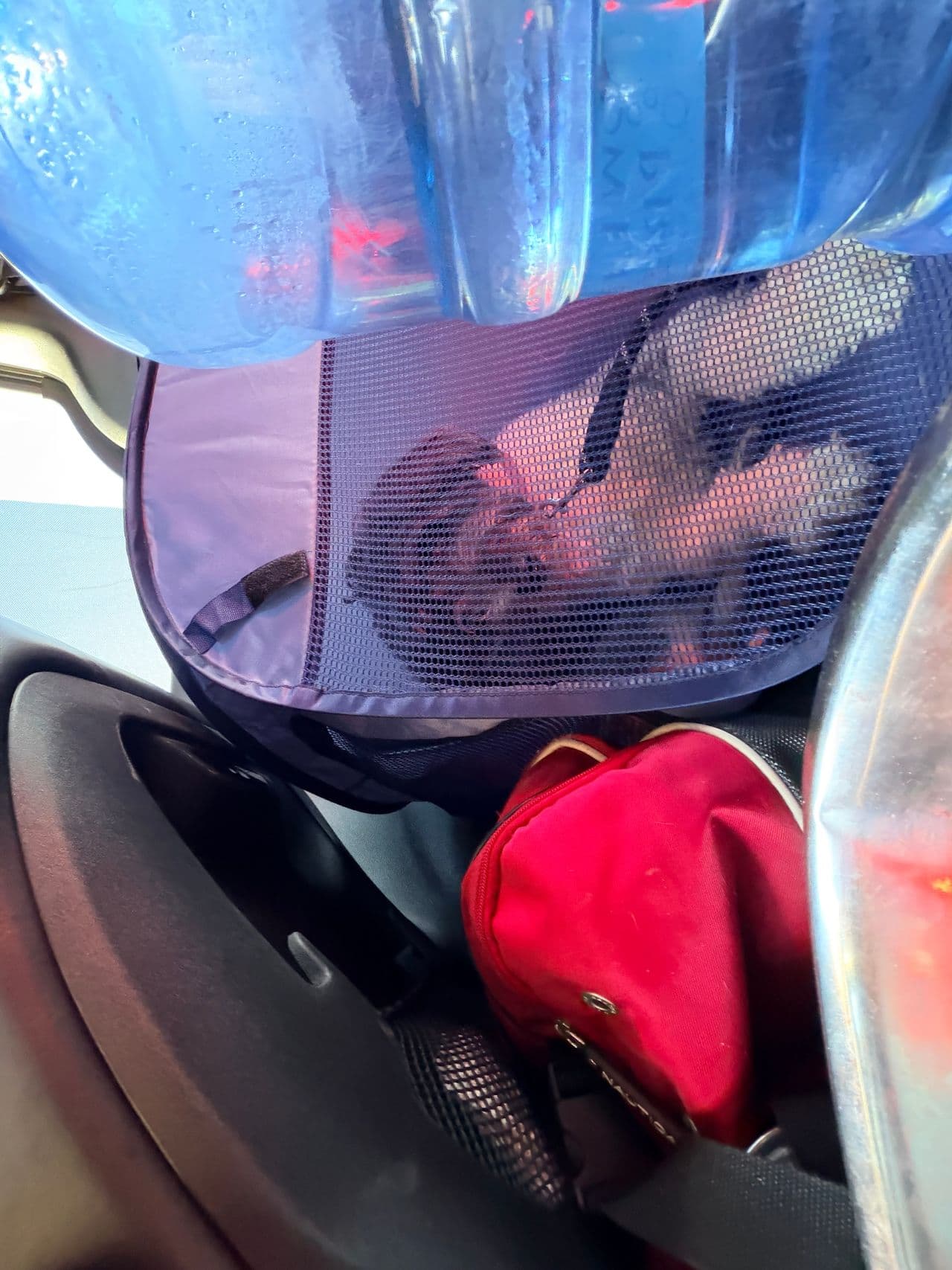 Pet travel photo 6