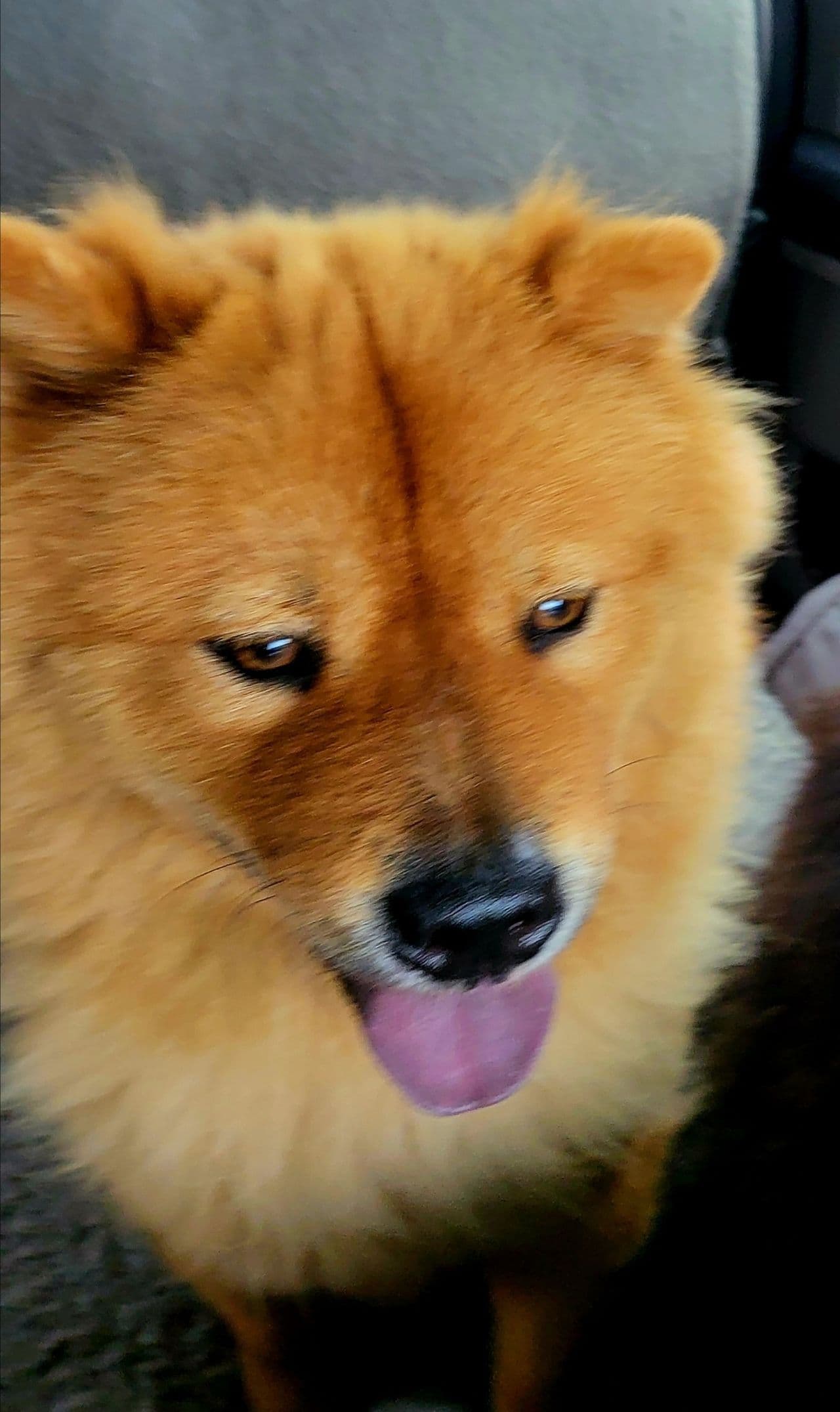 Pet travel photo 4