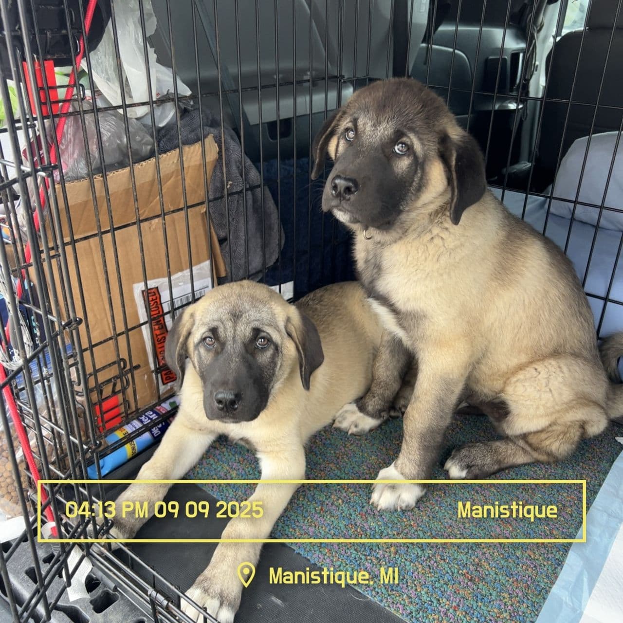 Pet travel photo 3