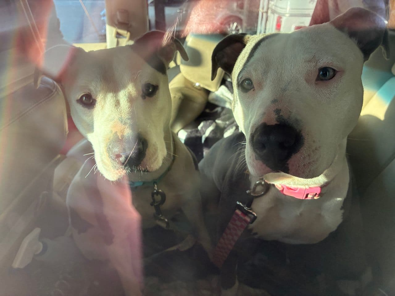 Pet travel photo 3