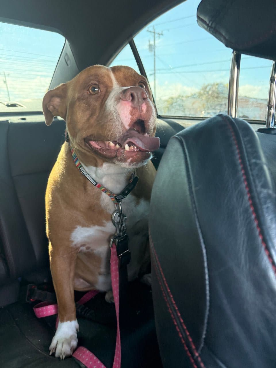 Pet travel photo 6