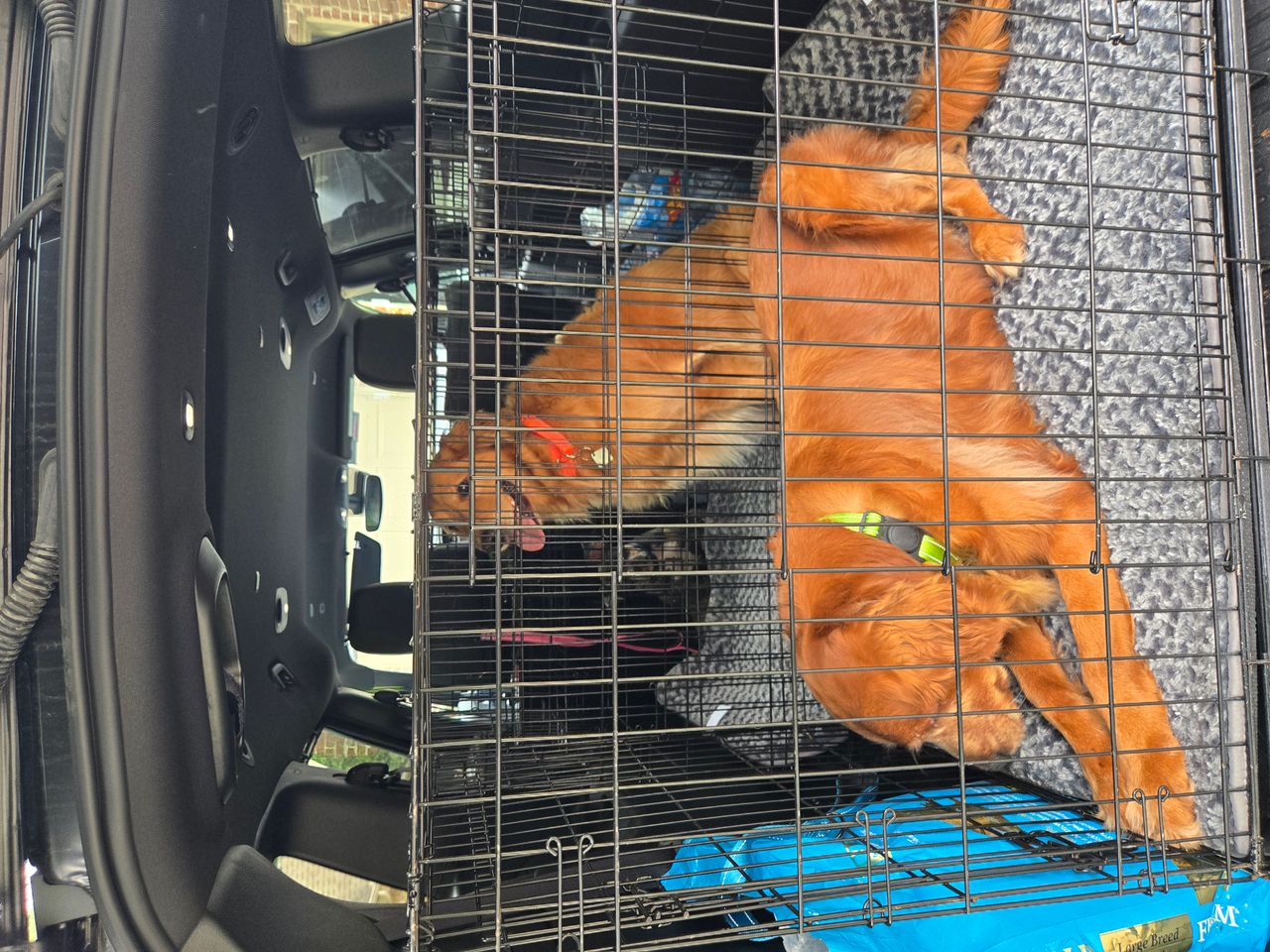 Pet travel photo 1