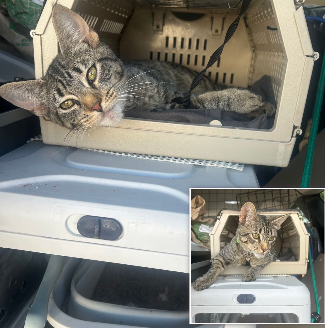 Pet travel photo 1