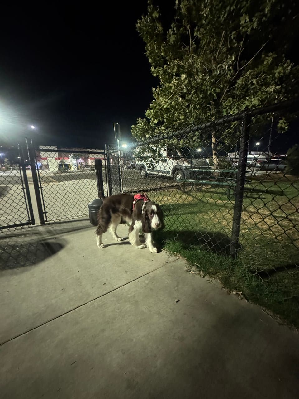 Pet travel photo 3