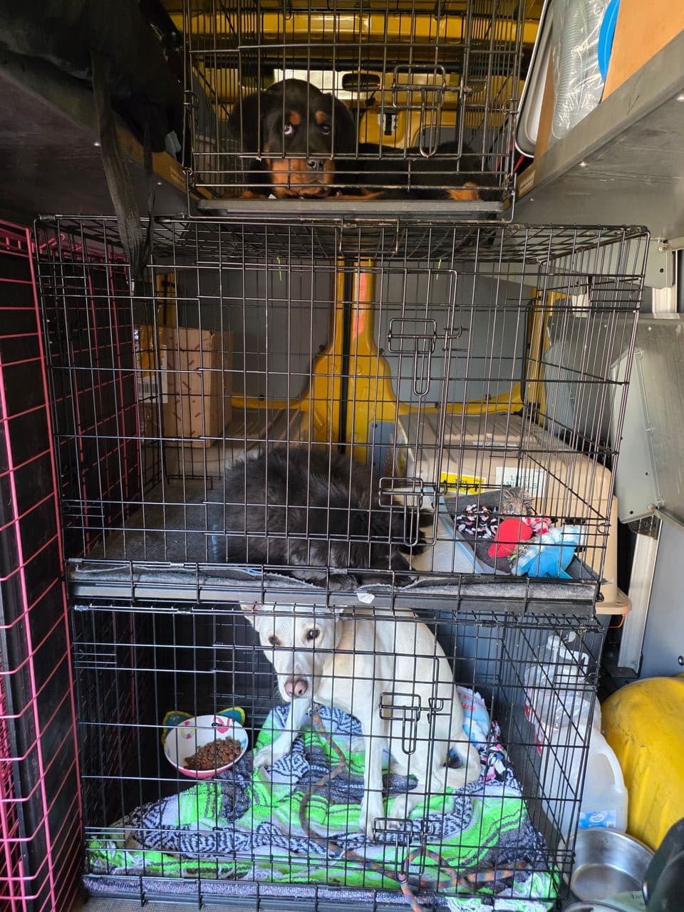 Pet travel photo 1