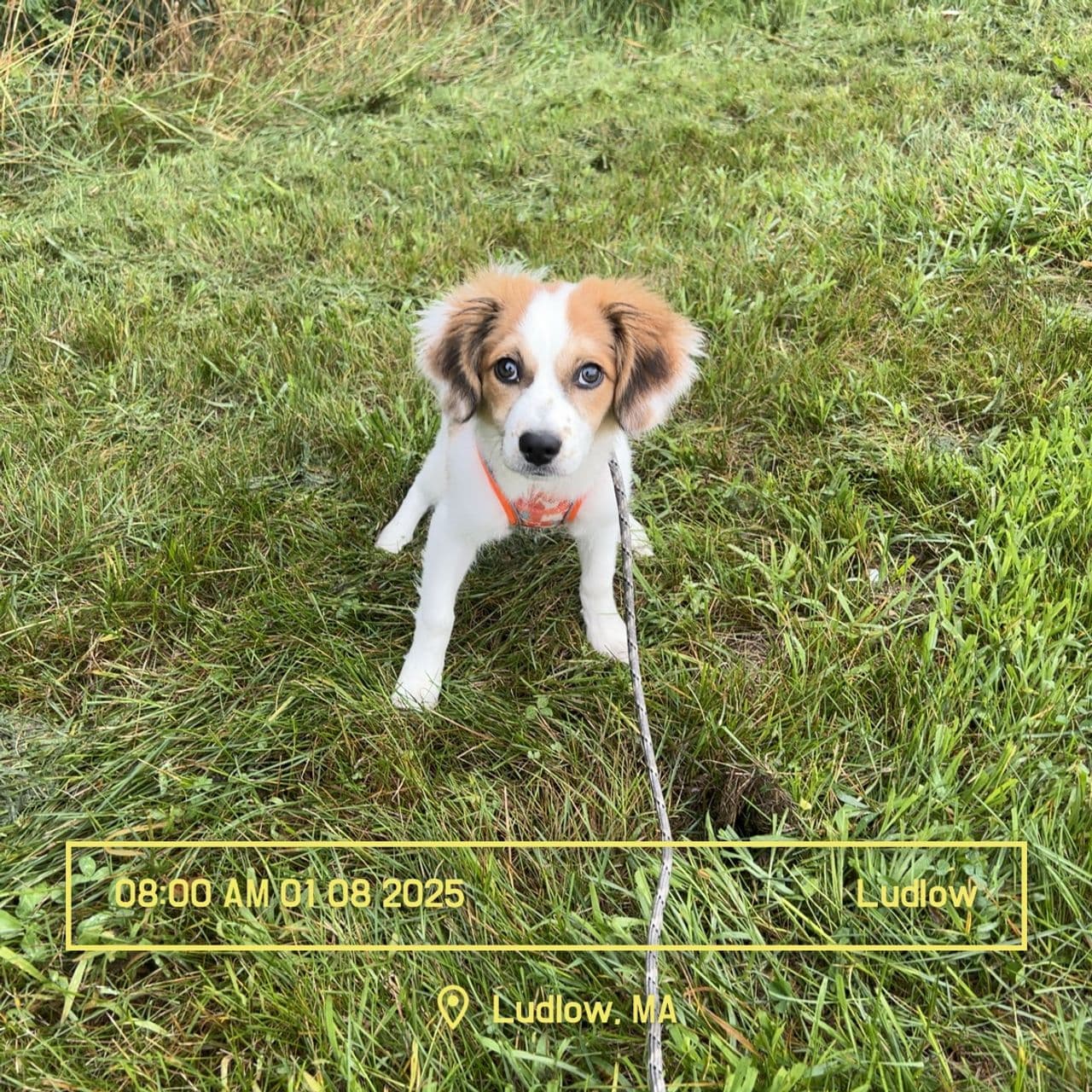 Pet travel photo 1