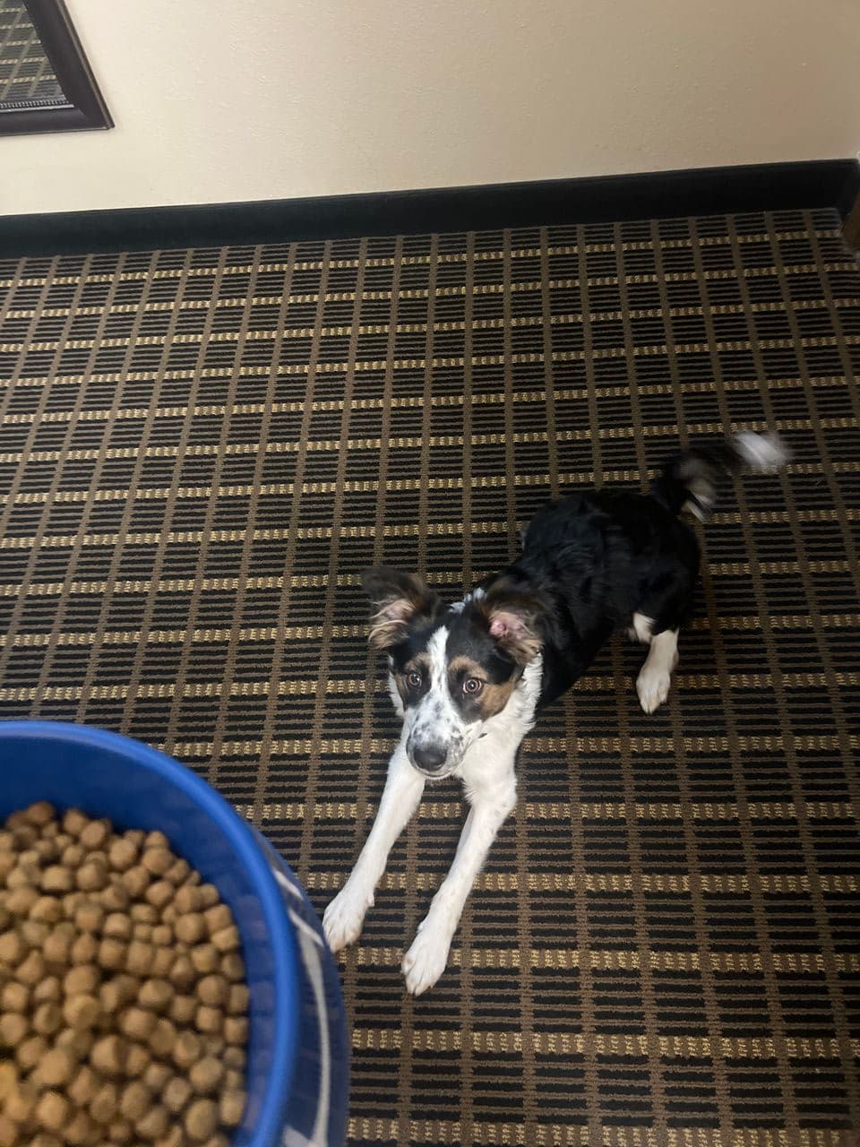 Pet travel photo 3