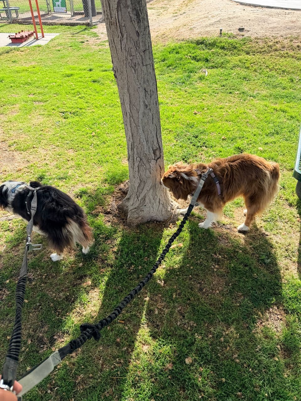 Pet travel photo 1