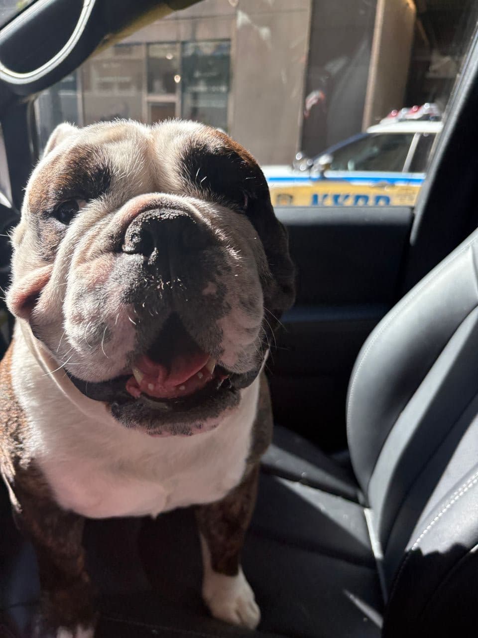 Pet travel photo 2