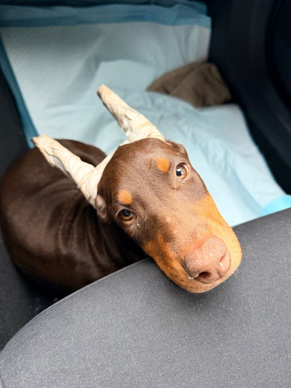 Pet travel photo 5