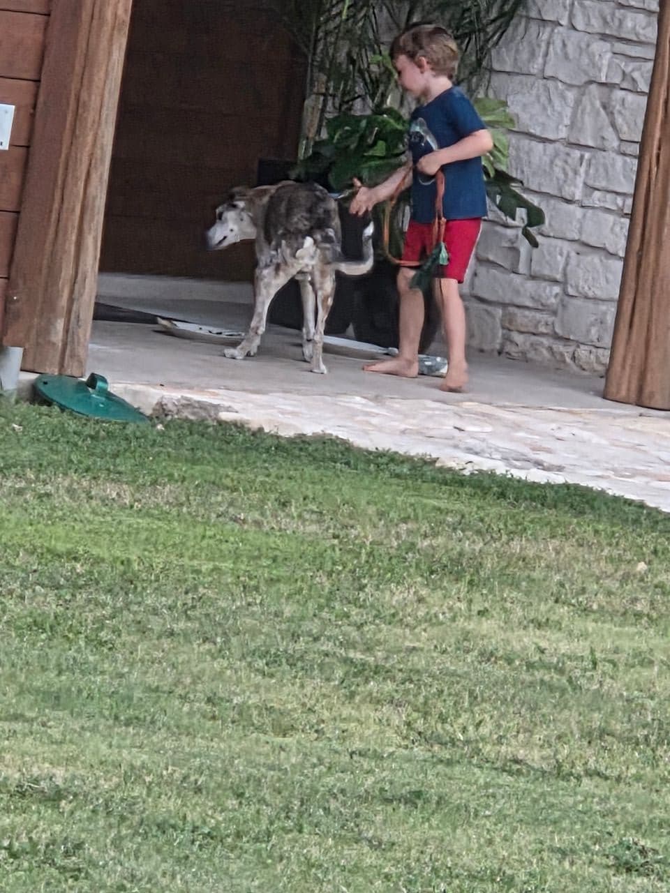 Pet travel photo 3