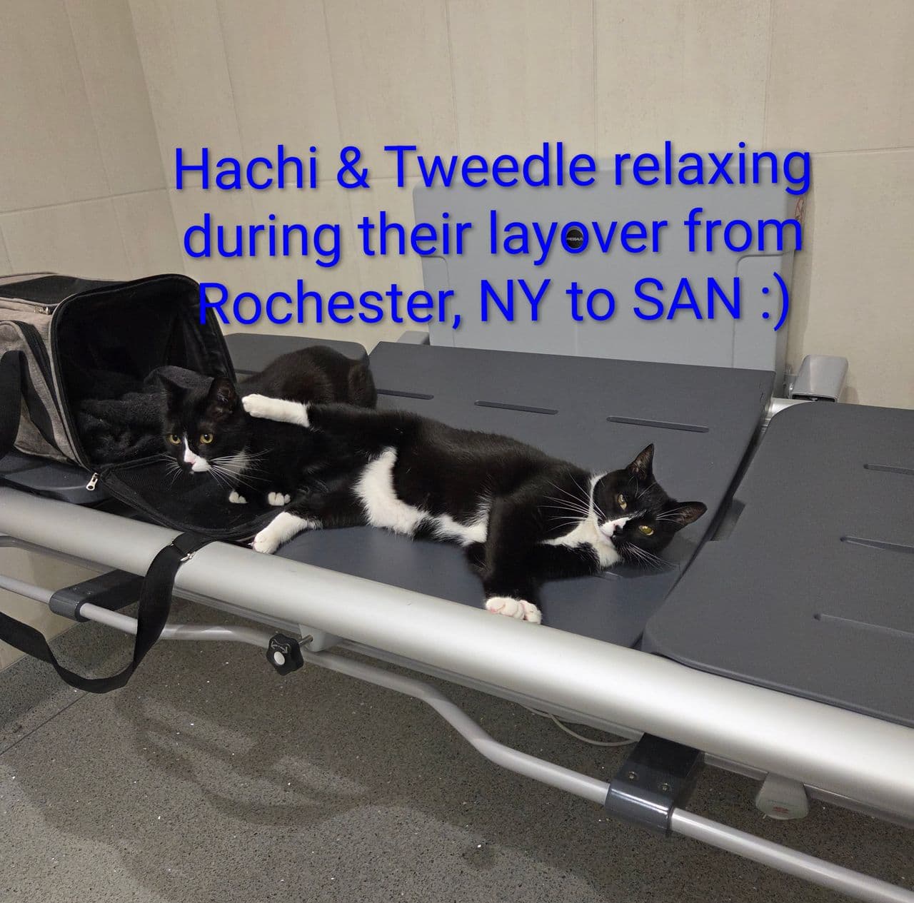 Pet travel photo 1
