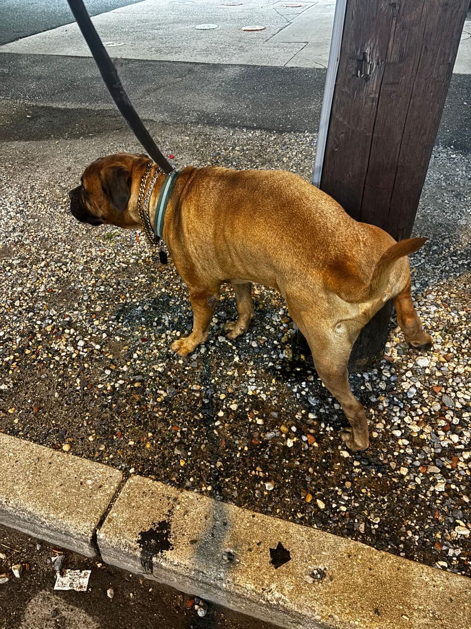 Pet travel photo 3