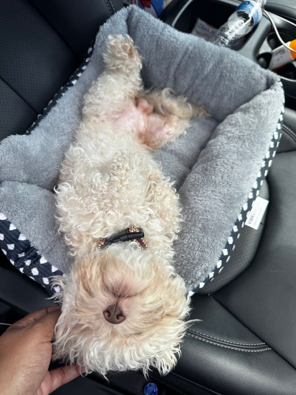 Pet travel photo 6