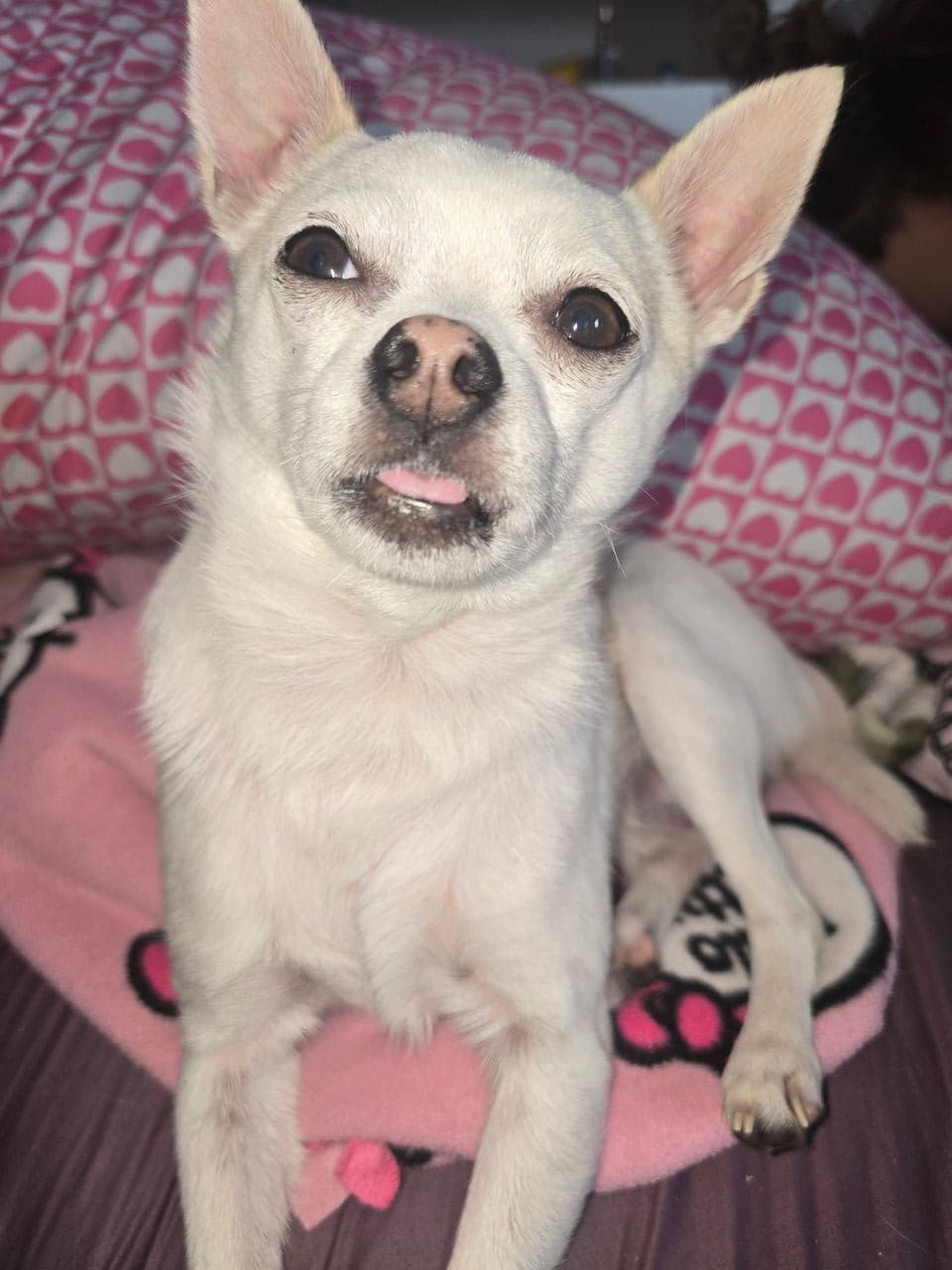 Pet travel photo 1