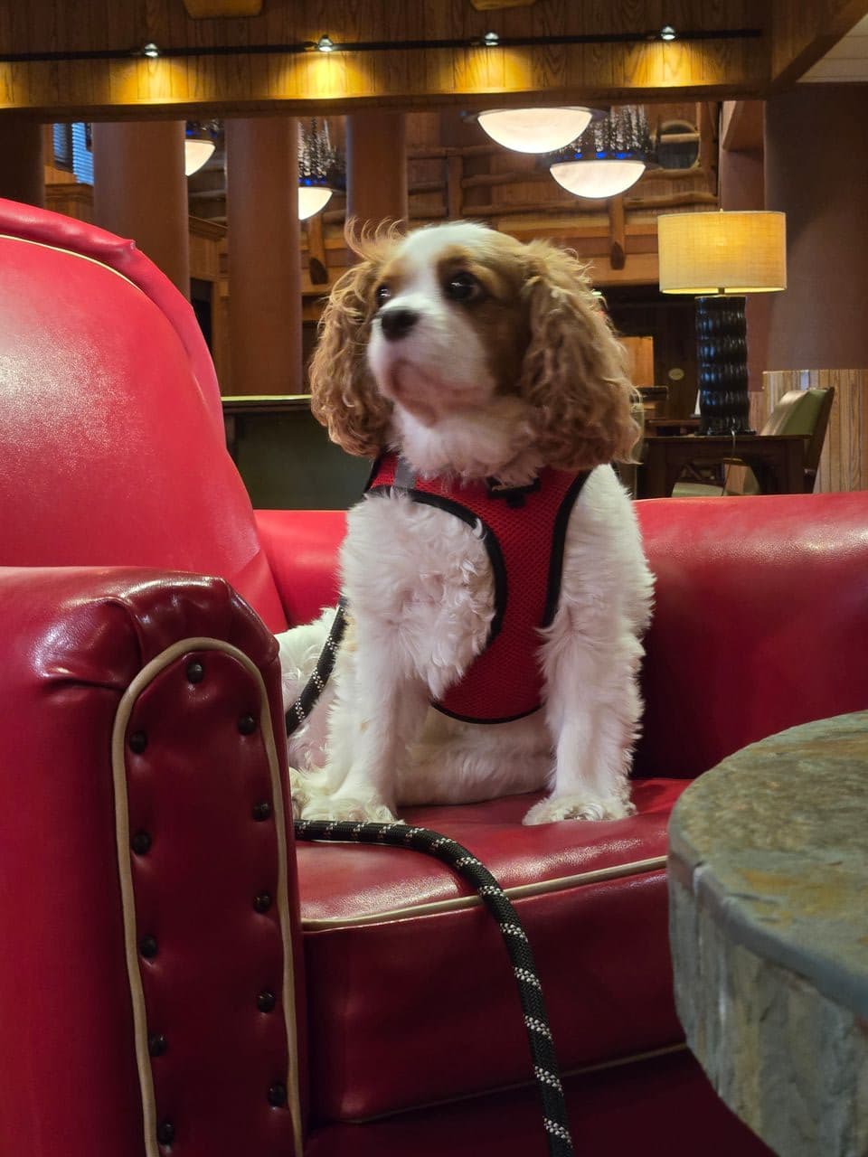 Pet travel photo 6