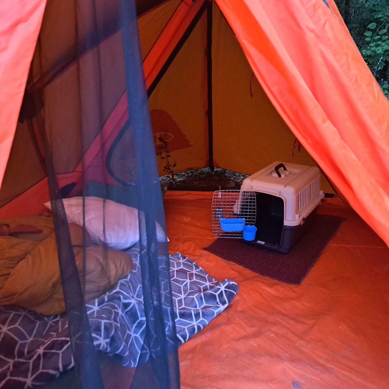 Pet travel photo 5