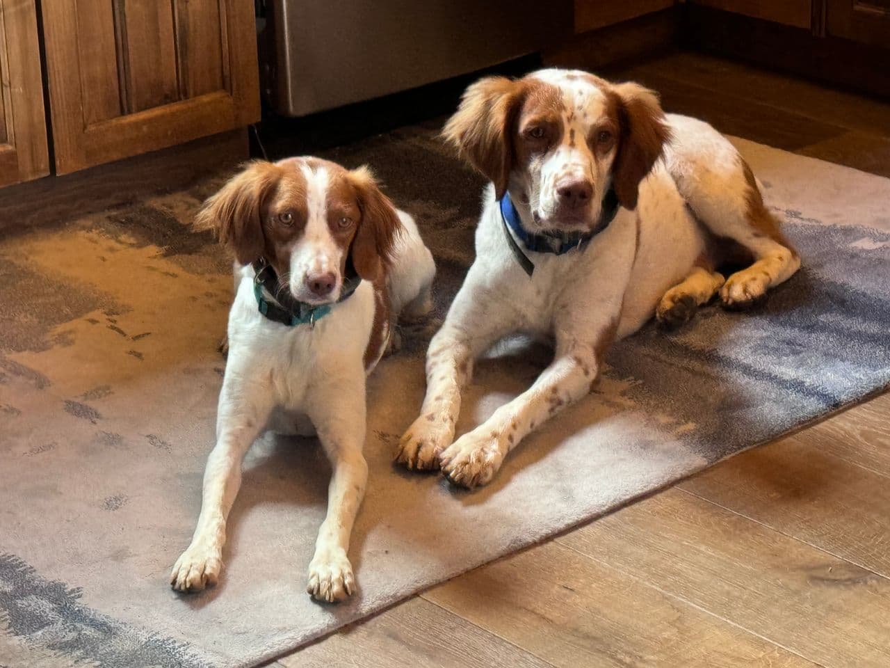 Pet travel photo 6