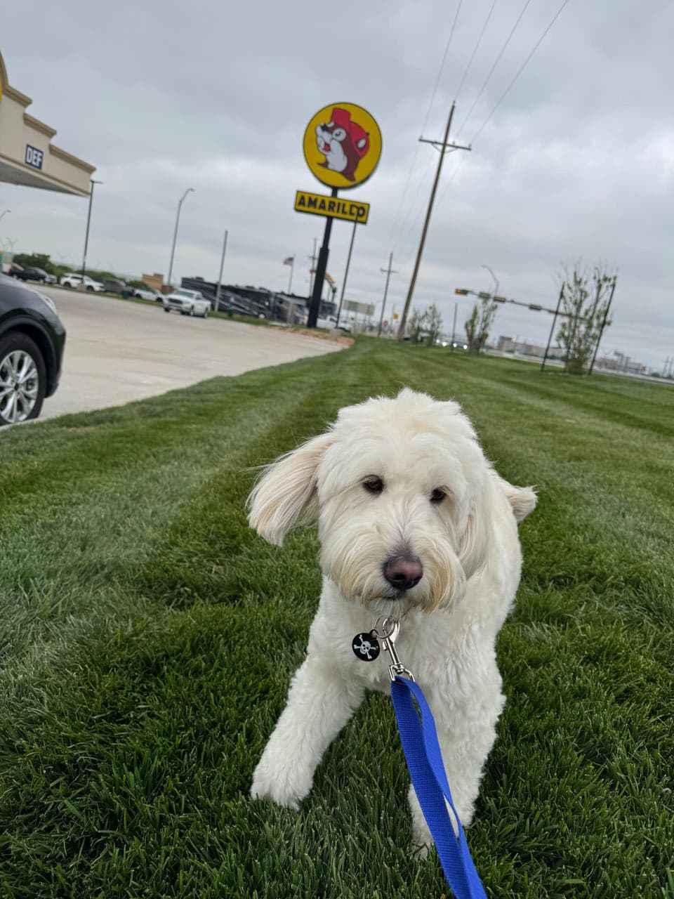 Pet travel photo 5