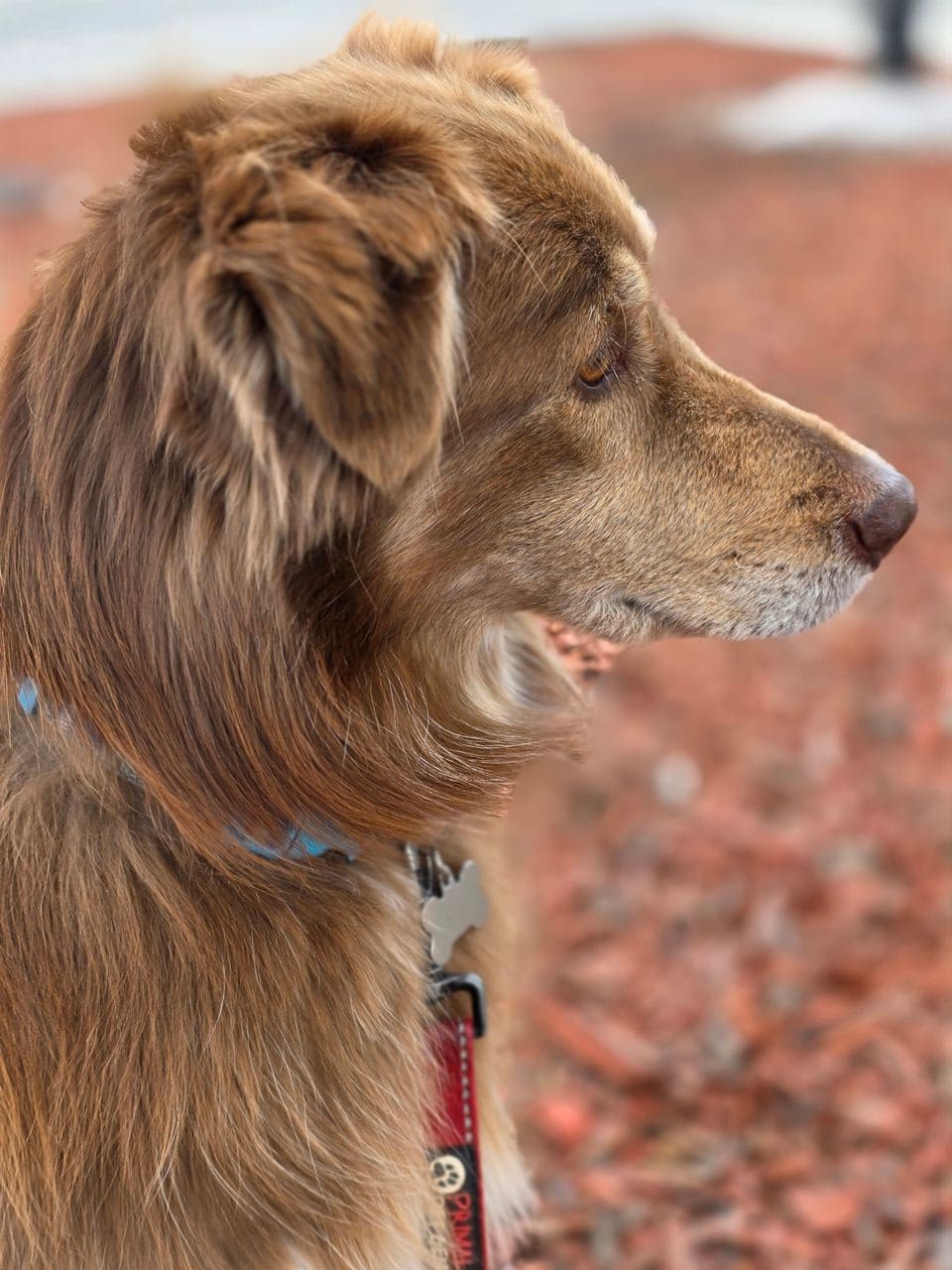 Pet travel photo 3