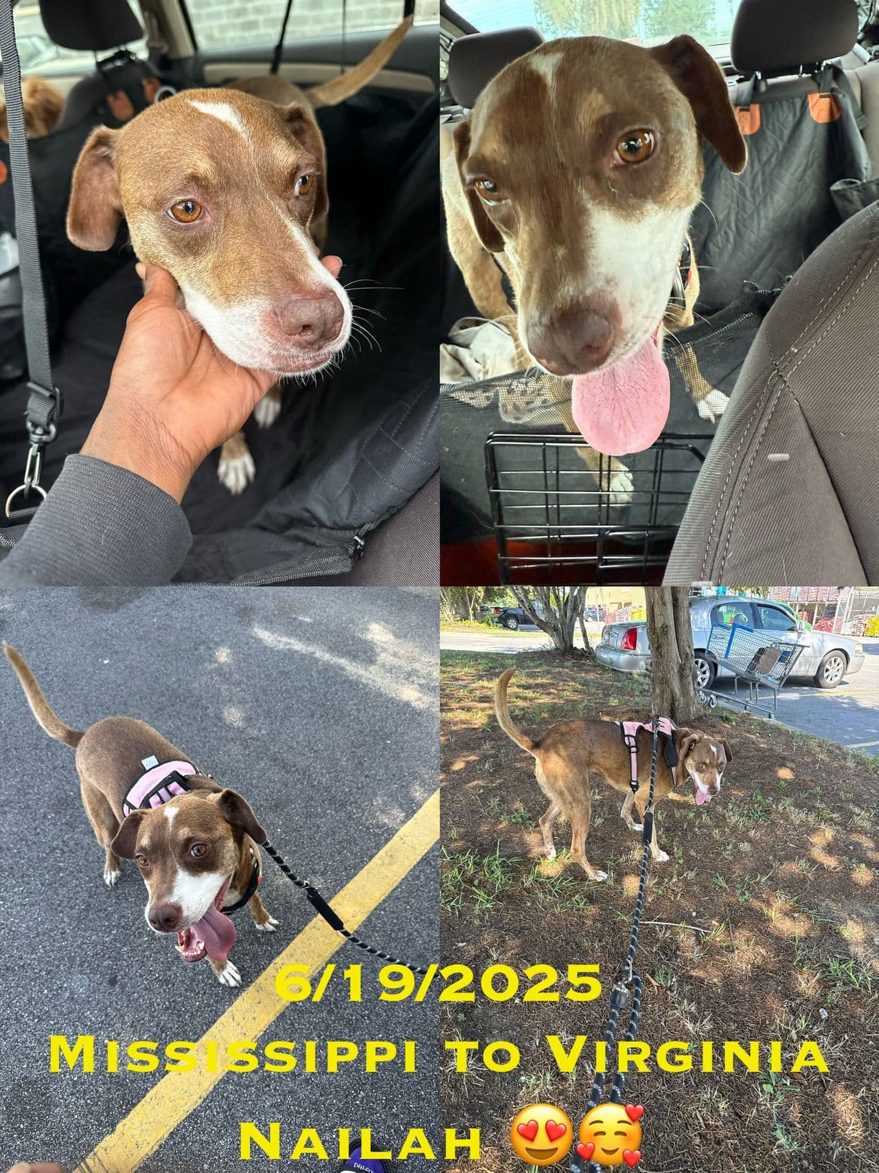 Pet travel photo 3