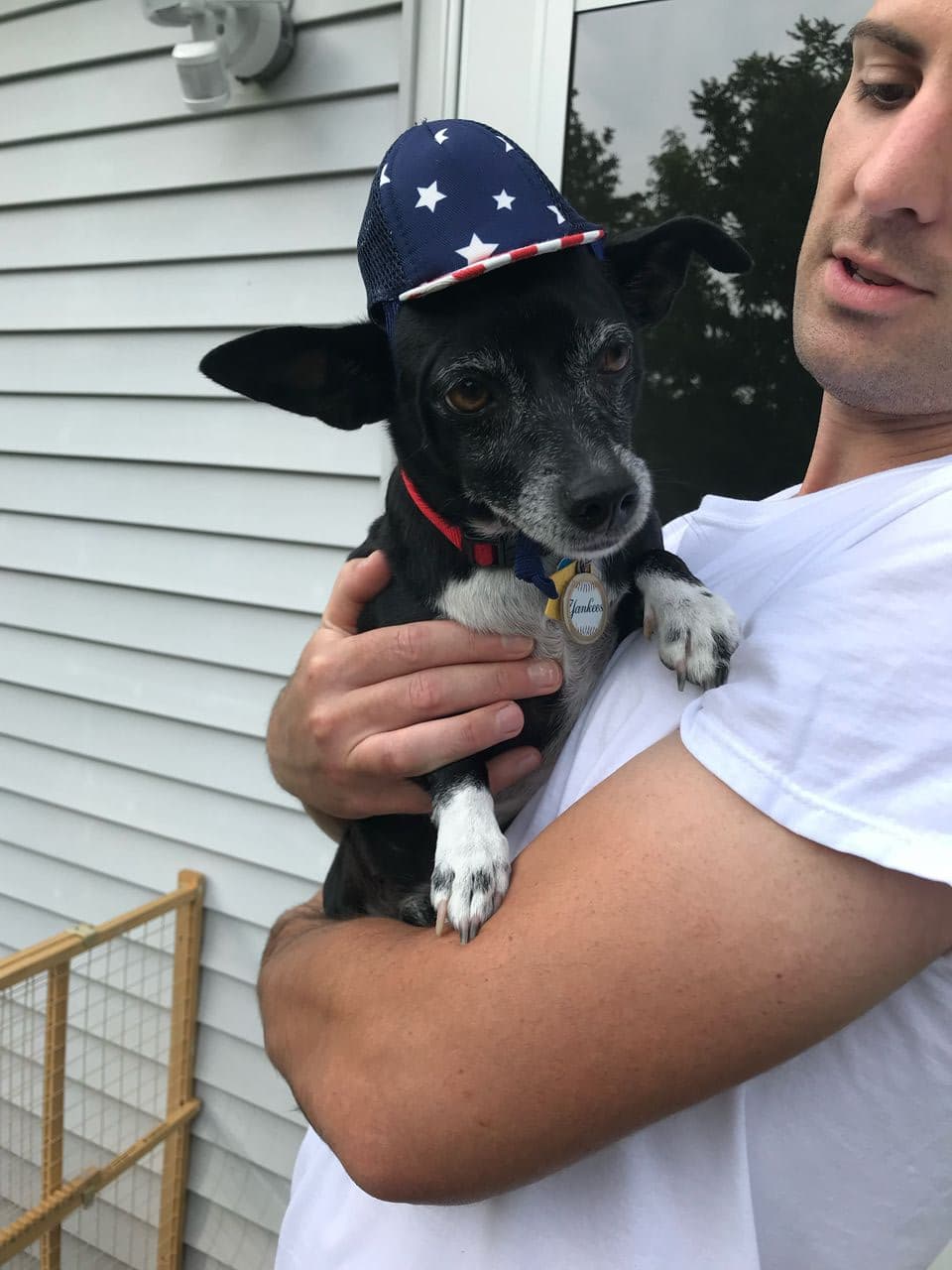 Pet travel photo 1