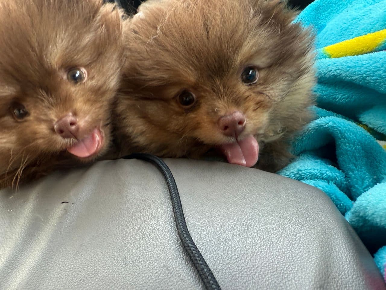 Pet travel photo 3