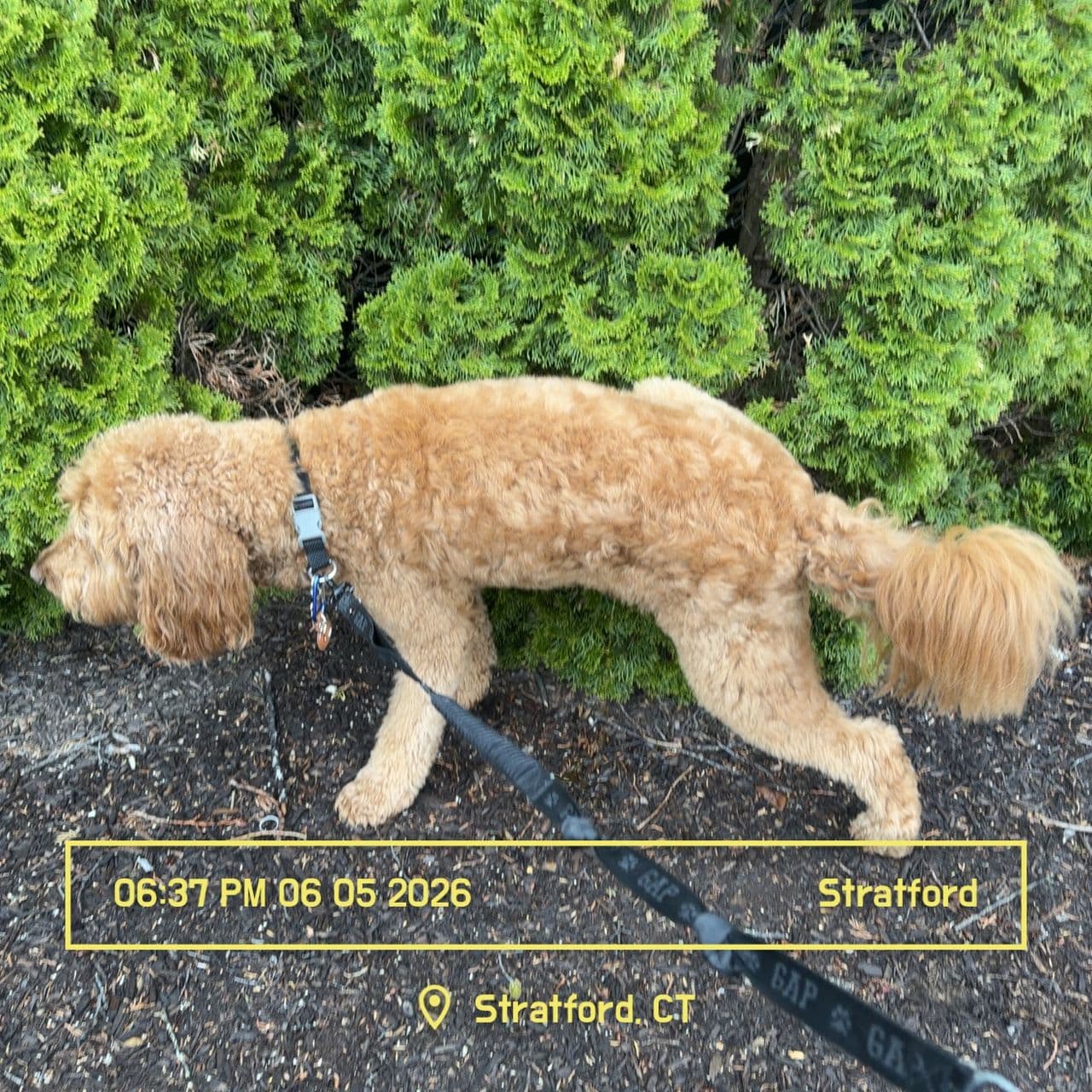 Pet travel photo 4