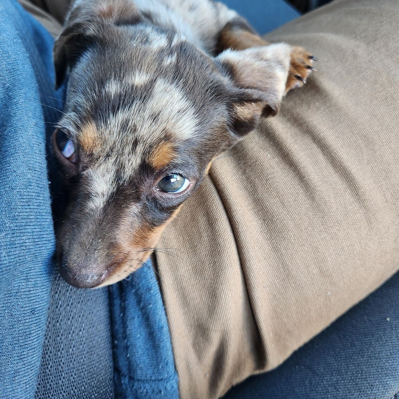Pet travel photo 5