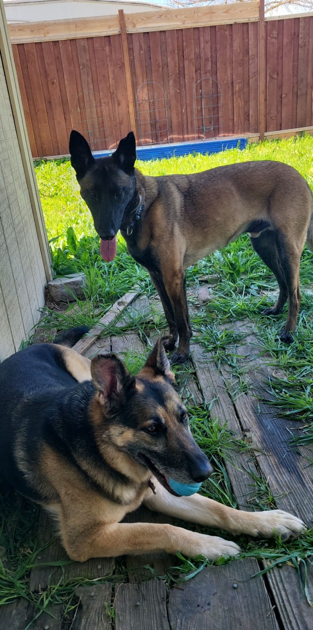 Pet travel photo 6