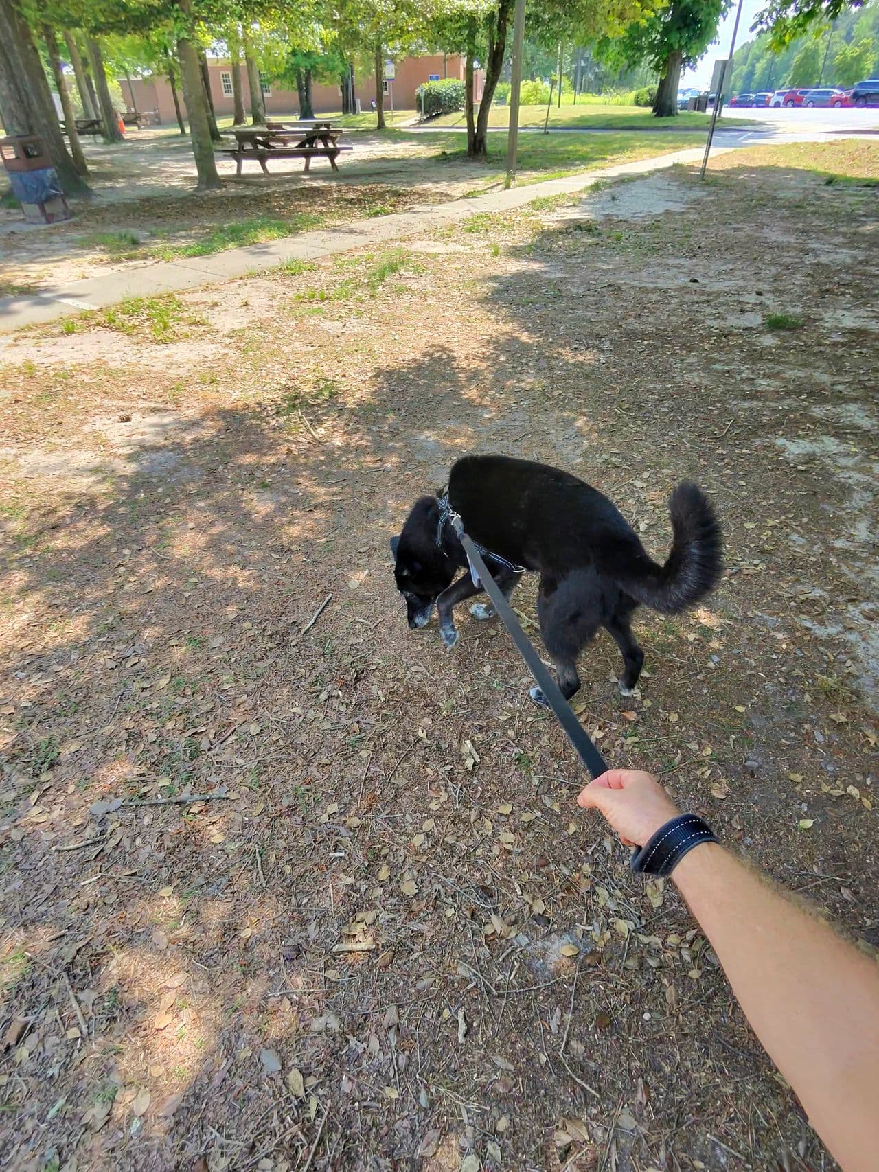 Pet travel photo 6