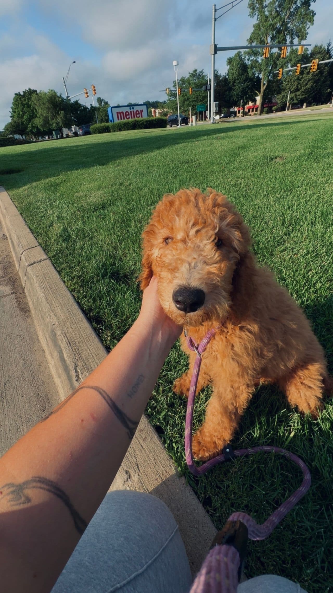 Pet travel photo 3