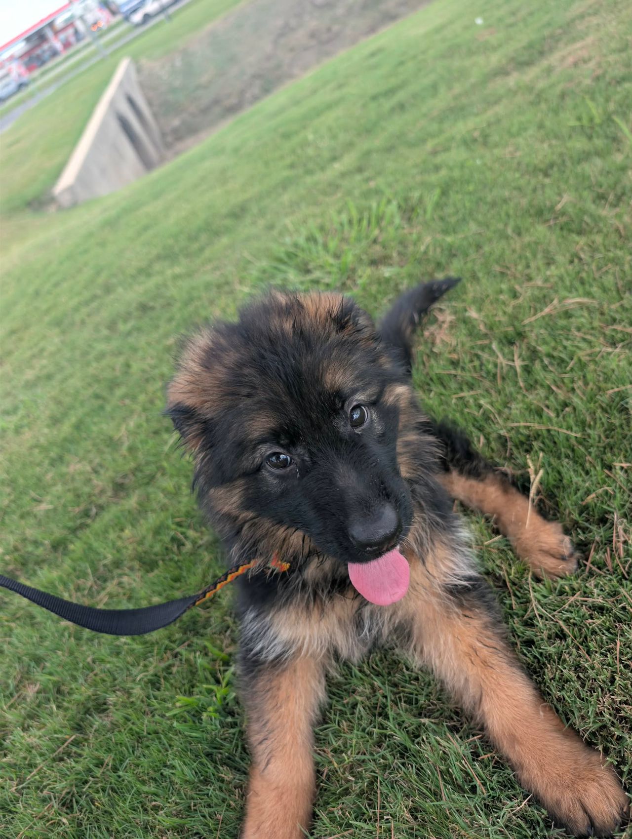 Pet travel photo 5