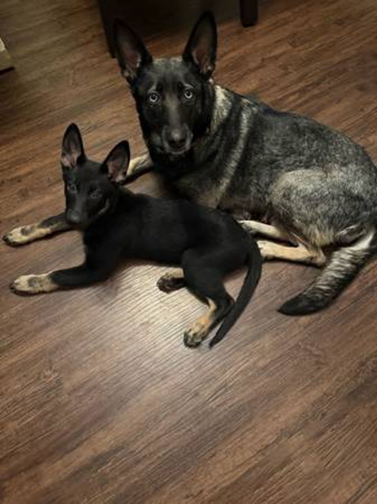 Pet travel photo 1