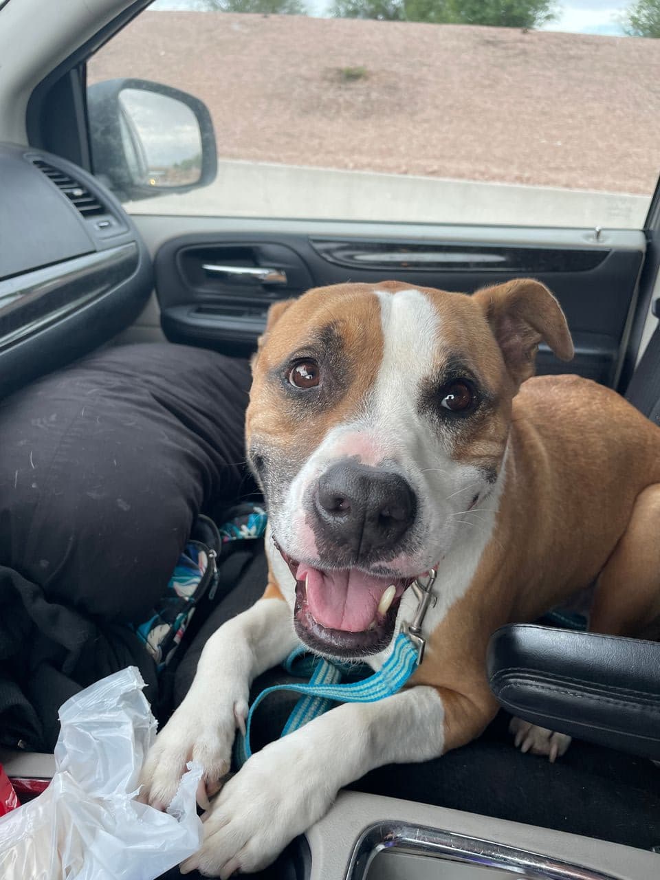 Pet travel photo 2