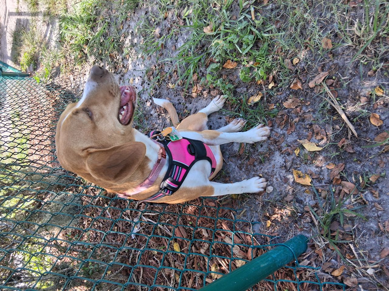 Pet travel photo 2