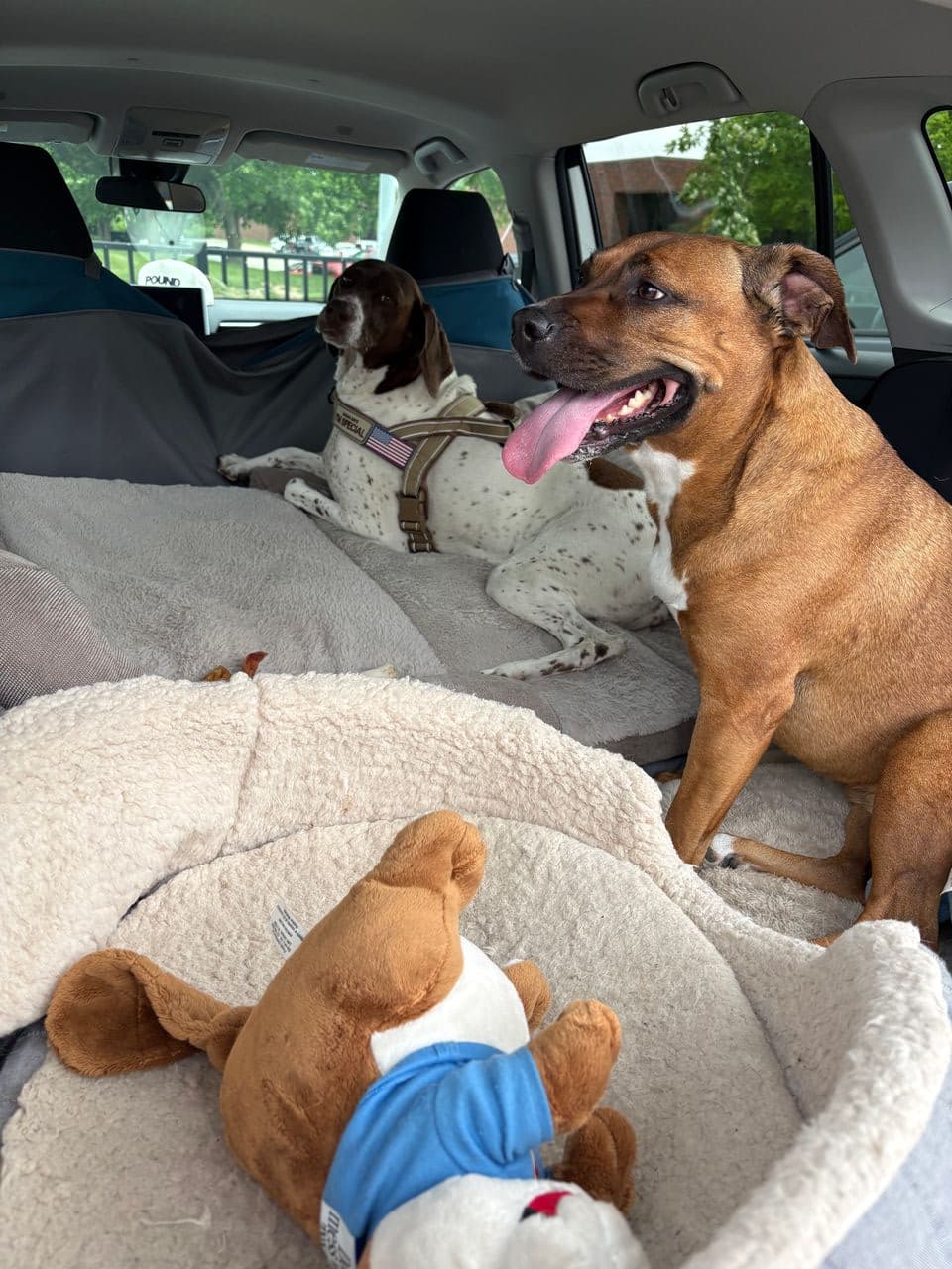 Pet travel photo 4
