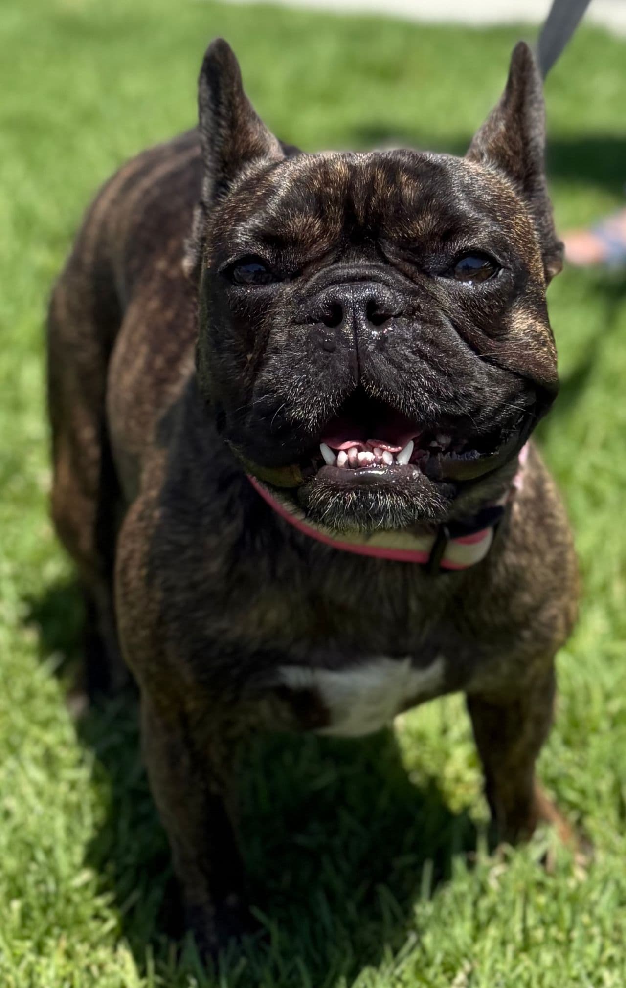 Pet travel photo 4