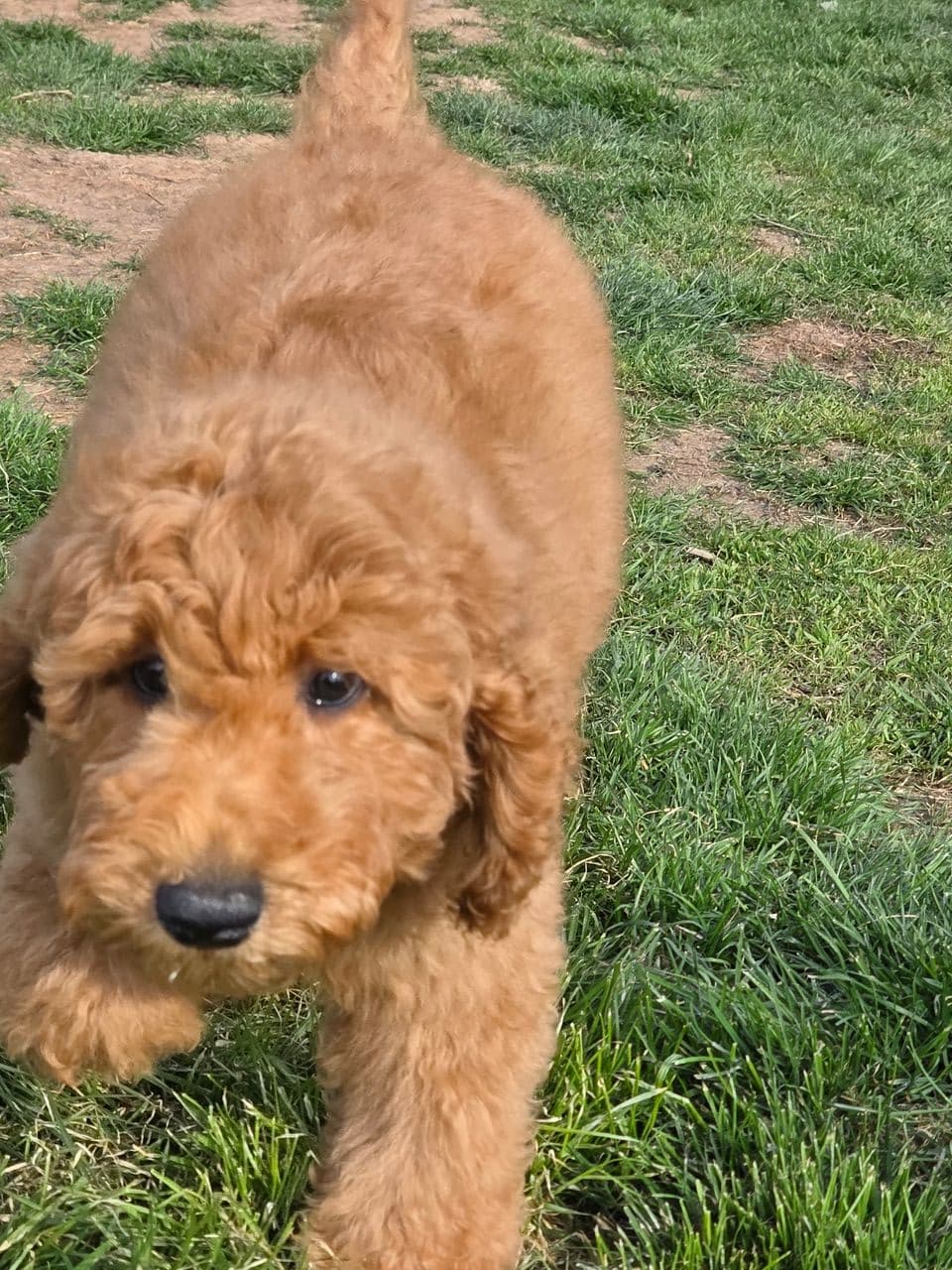 Pet travel photo 3